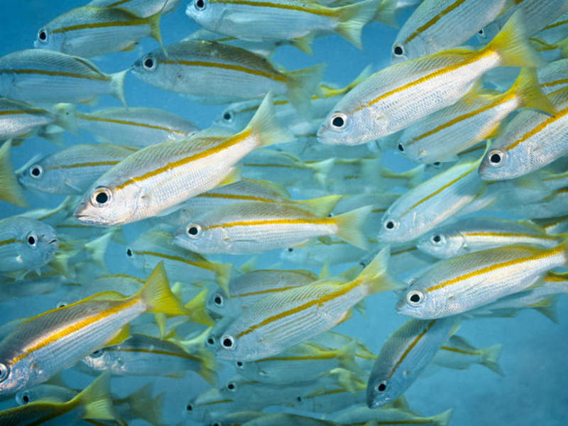 gallery - coral sea dreaming