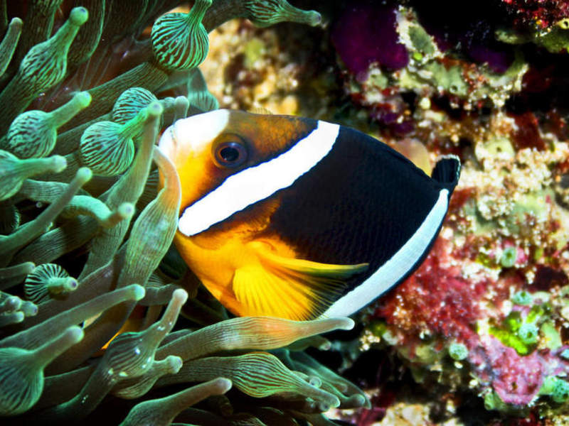 gallery - coral sea dreaming