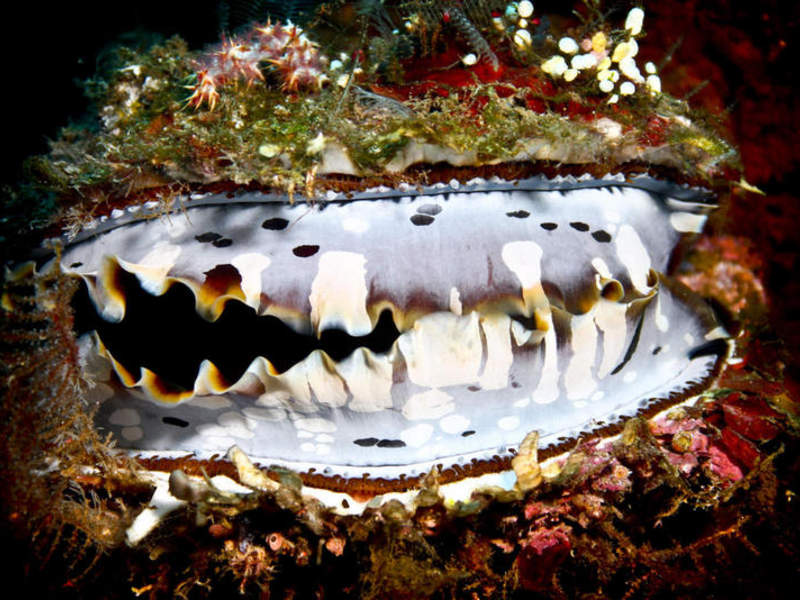 gallery - coral sea dreaming