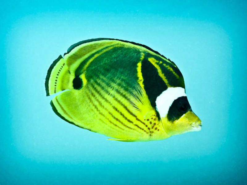 gallery - coral sea dreaming