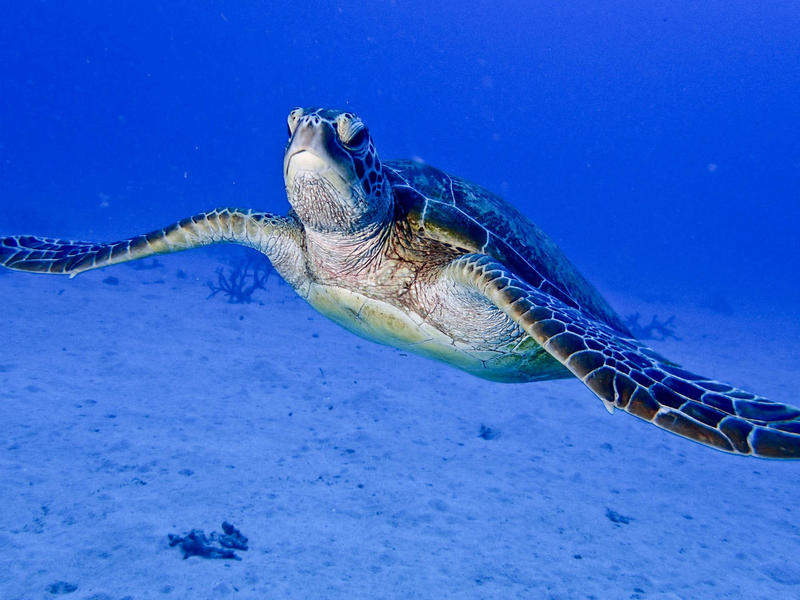 gallery - coral sea dreaming