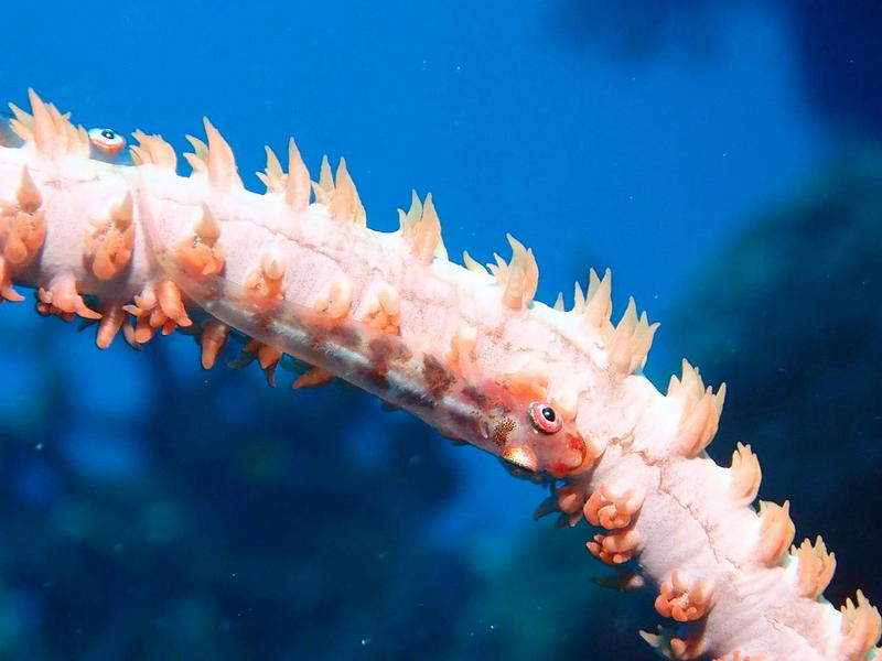 gallery - coral sea dreaming