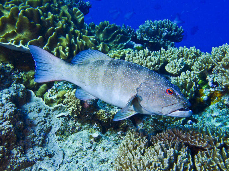 gallery - coral sea dreaming